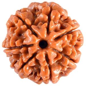7 Mukhi Rudraksha Nepali