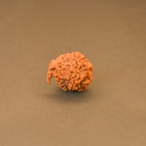 Ganesh Rudraksha Nepali